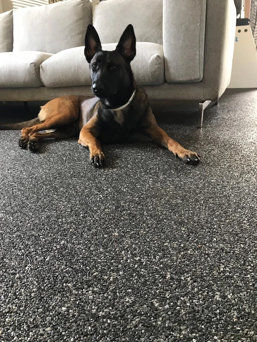Hond op donker steentapijt in een woonkamer